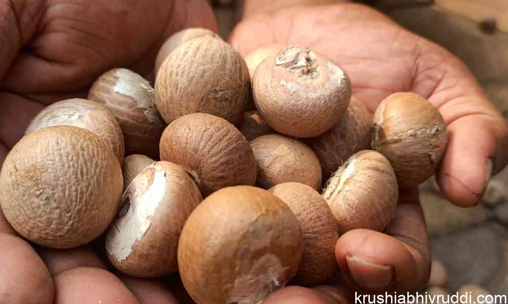 ಬಿಳಿ ಅಡಿಕೆ -ಚಾಲಿ