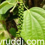 ಕರಿಮೆಣಸಿನ ರೋಗ ಲಕ್ಷಣ