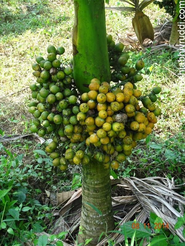 ಕುಬ್ಜ ತಳಿಯ ಅಡಿಕೆ ಮರ