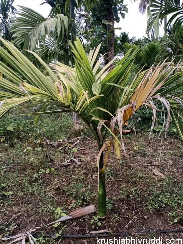 ಏಳಿಗೆ ಕಾಣದ ಅಡಿಕೆ ಗಿಡ