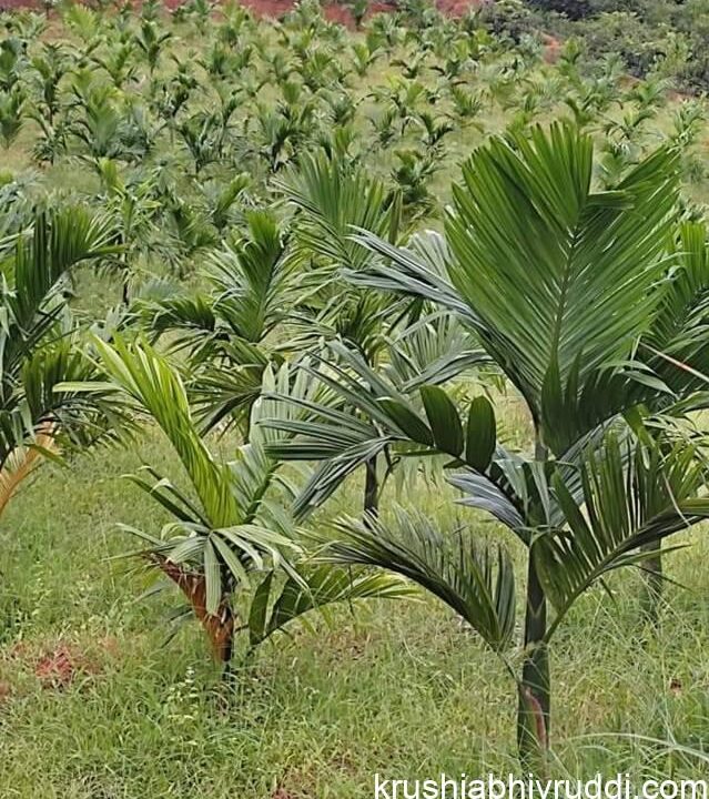 ಉತ್ತಮ ಬೆಳವಣಿಗೆಯ ಸಸಿ