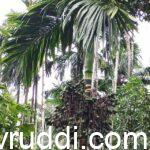ರೋಗ ನಿರೋಧಕ ಅಡಿಕೆ ಮರ