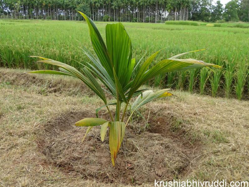 ತೆಂಗಿನ ಸಸಿಯನ್ನು ಹೀಗೆ ನೆಡುವುದು ಬಹಳ ಉತ್ತಮ.
