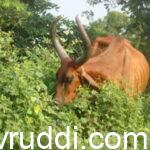 ಸ್ವಚ್ಚಂದ ಪರಿಸರದಲ್ಲಿ ಮೇಯುತ್ತಿರುವ ಗೀರ್ ಹಸು
