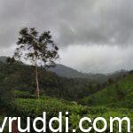 ತೋಟಗಾರಿಕೆ ಮತ್ತು ಪ್ಲಾಂಟೇಶನ್ ಬೆಳೆಗಳು