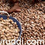 ಚಾಲಿ ಅಡಿಕೆ ಹೆಕ್ಕುವುದು