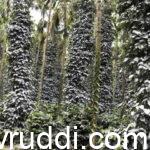 ಅಮಾನುಲ್ಲಾ ಅವರ ತೋಟ