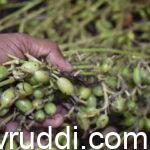ಅರೆಮಲೆನಾಡಿನಲ್ಲಿ ಎಲಕ್ಕಿ