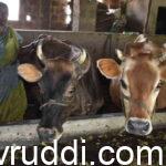Dairy cows