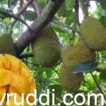 ವಿಯೆಟ್ನಾಂ ಸೂಪರ್ ಅರ್ಲಿ ತಳಿಯ ಕಾಯಿ ಹಲಸು ಮತ್ತು ಹಣ್ಣು