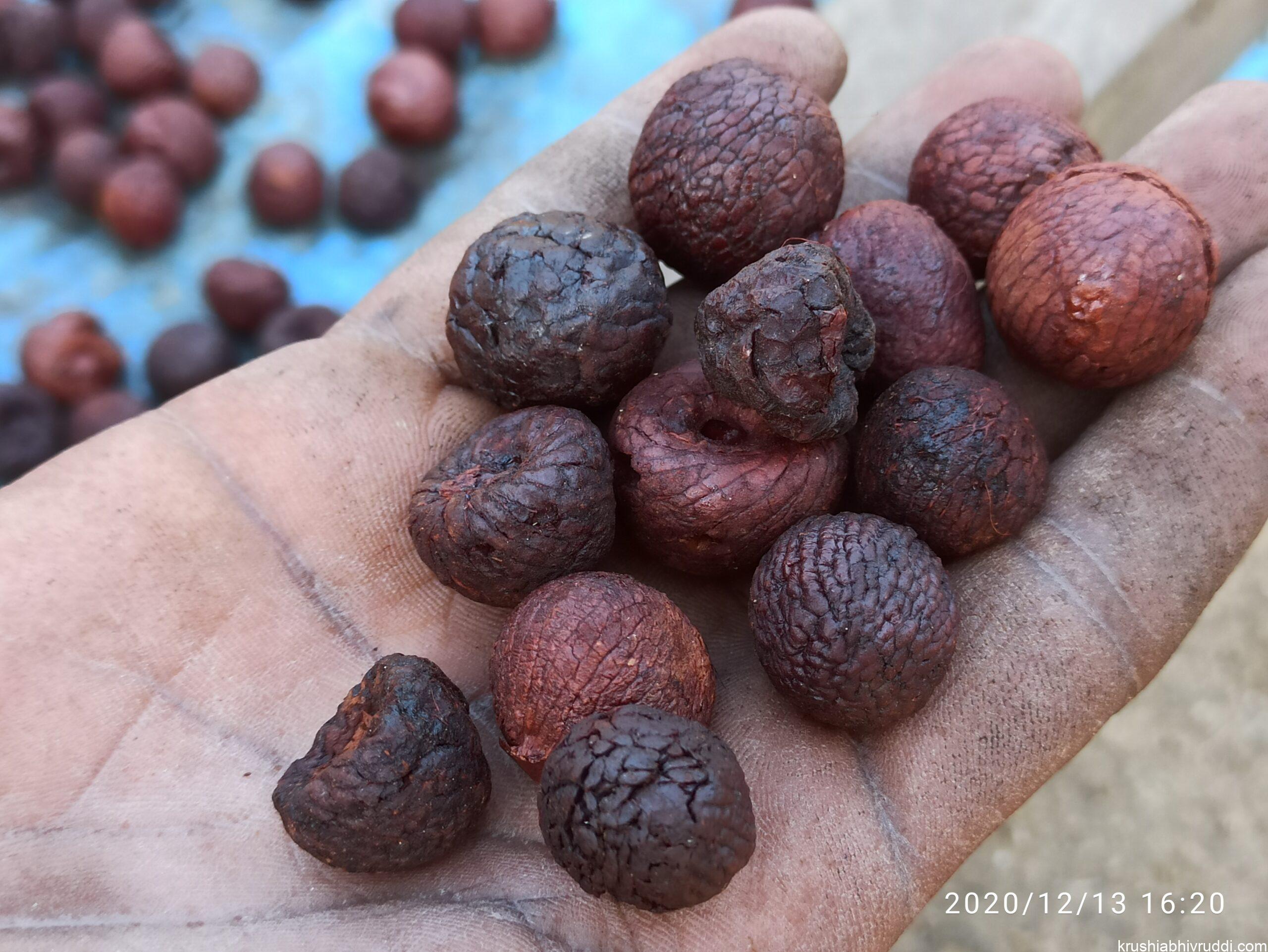 ಕೆಂಪು ರಾಶಿ ಆಡಿಕೆ
