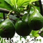 ಬೆಂಗಳೂರು ಸ್ಥಳೀಯ ಬೆಣ್ಣೆ ಹಣ್ಣು