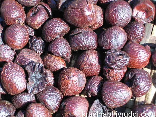 ಕೆಂಪು ಅಡಿಕೆ ರಾಶಿ