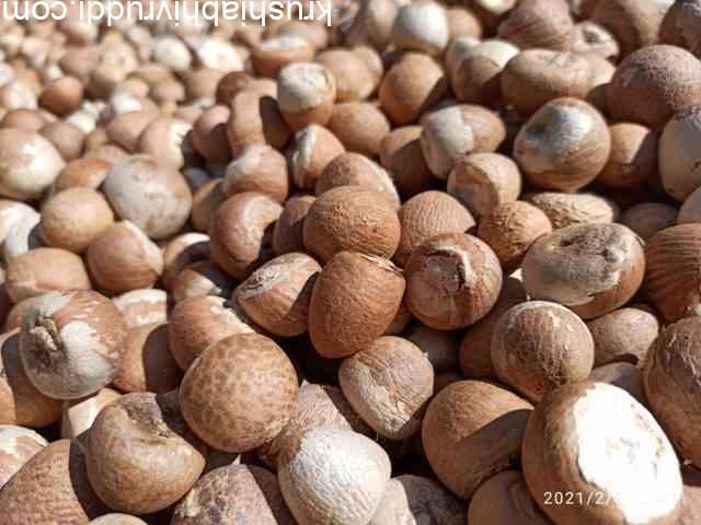 ಚಾಲೀ ಆಡಿಕೆ ಲಾಟ್