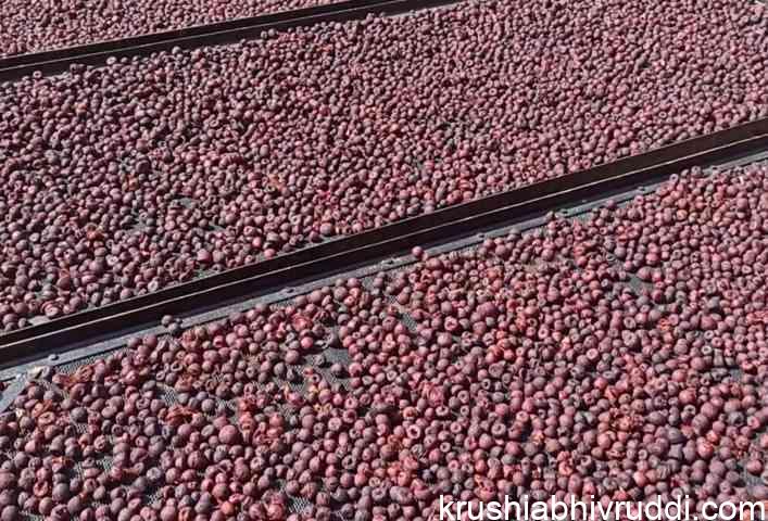 ಅಡಿಕೆ ಧಾರಣೆ 08-11-2021