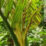 ಅಡಿಕೆ ಬೆಳೆಯಲ್ಲಿ ಹೆಚ್ಚಳವಾಗುತ್ತಿರುವ ಸಮಸ್ಯೆ