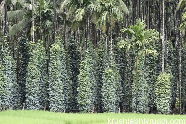 Mr.Sudhir balse's pepper plantation view
