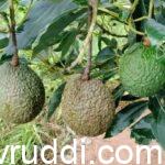 ಬಟರ್ ಪ್ರೂಟ್ ನ ವಿಶೇಷ ತಳಿ ಹಾಸ್