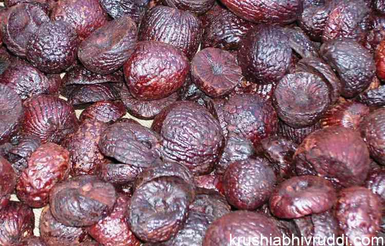 ಕೆಂಪಡಿಕೆ ರಾಸೀ ಶ್ರಿಂಗೇರಿ