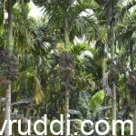 ಈ ರೋಗ ಬಂದರೆ ಉಪಚಾರಕ್ಕೆ ಅದರ ಫಸಲು ಸಾಲದು