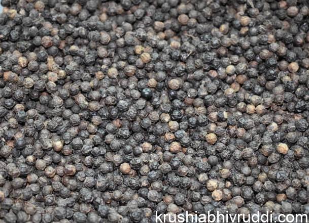 ಕರಿಮೆಣಸು ಜಂಪ್