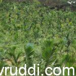 ಅಡಿಕೆ ಸಸಿ ನೆಡುವಾಗ ಗೊಬ್ಬರ ಹಾಕುವುದು
