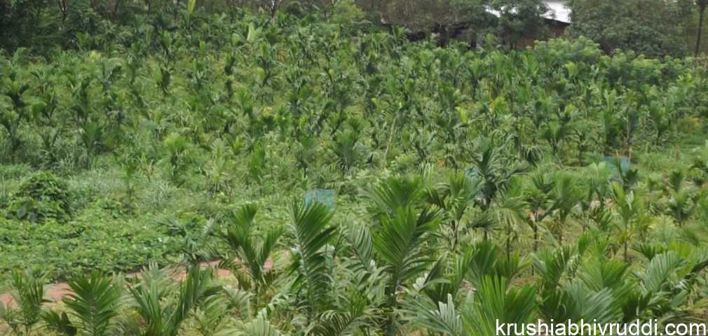 ಅಡಿಕೆ ಸಸಿ ನೆಡುವಾಗ ಗೊಬ್ಬರ ಹಾಕುವುದು
