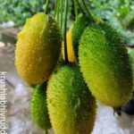 HEALTH BENEFITS OF TEASLE GOURD