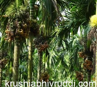 ಅಡಿಕೆ ತೋಟದಲ್ಲಿ ಇರಲೇಬೇಕಾದ ಮೂಲಭೂತ ಅವಶ್ಯಕತೆಗಳು