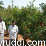 ರೈತರ ಆದಾಯ 60% ಹೆಚ್ಚಳವಾಗಿದೆ