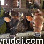 ಧೀರ್ಘ ಆಯುಷ್ಯ – ಸ್ವಸ್ಥ ಆರೋಗ್ಯಬೇಕೇ? ಹಾಸು ಸಾಕಣೆ ಮಾಡಿ