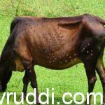 ಜಾನುವಾರುಗಳ ಚರ್ಮ ಗಂಟು ರೋಗ