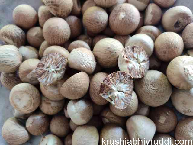 ಚಾಲಿ ಅಡಿಕೆ ತುಸು ಹಿಮ್ಮುಖ- ಕೆಂಪು ರಾಶಿ ಮಾರುಕಟ್ಟೆ ಸ್ಥಿರ