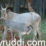 ಒಂದು ಲೀ. ಹಾಲಿಗೆ 100 ರೂ.