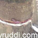 ರಬ್ಬರ್ ಬೆಳೆಯನ್ನು ಕೇಳುವವರೇ ಇಲ್ಲದಾಯಿತಾ