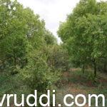 AUTHENTICITY OF SANDALWOOD CULTIVATION