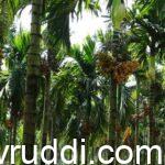 ಅಡಿಕೆ ಬೆಳೆಗೆ ಯಾವಾಗ ಸಮಯಕ್ಕೆ ಯಾವ ಗೊಬ್ಬರ