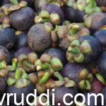 ಮ್ಯಾಂಗೋಸ್ಟಿನ್- ಇದು ಭಾರೀ ಬೆಲೆ- ಬೇಡಿಕೆಯ ಹಣ್ಣು