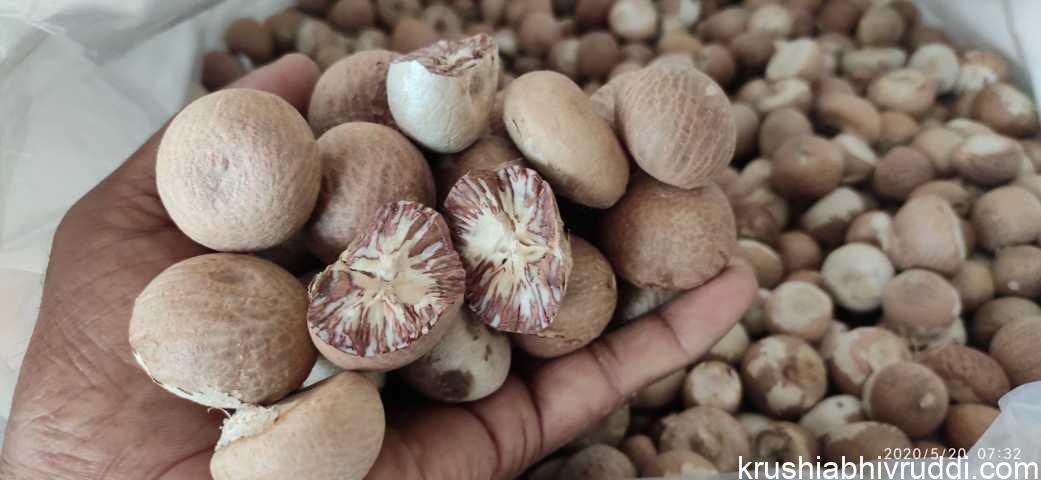ಅಡಿಕೆ ಧಾರಣೆ ನೀರಸ- ಮುಂದಿನ ಸ್ಥಿತಿ ಏನು