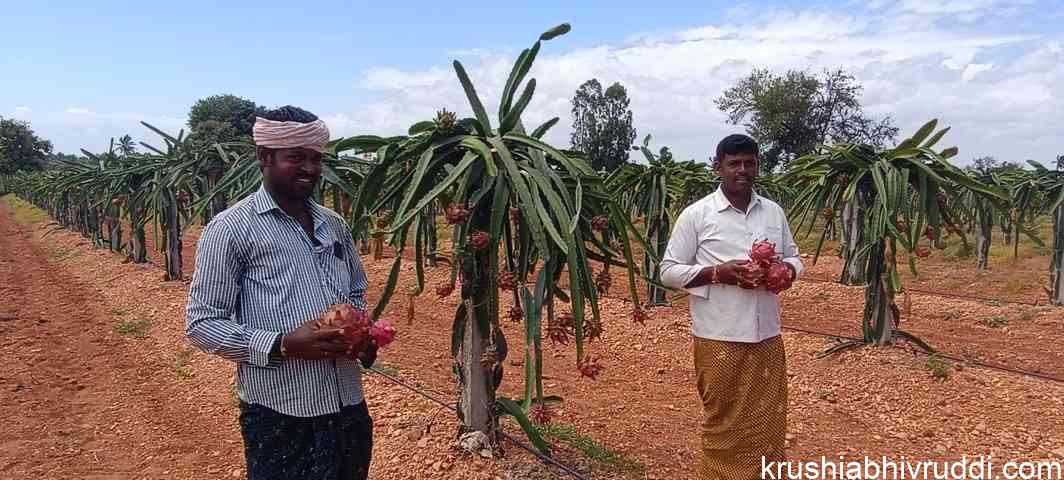 ಡ್ರಾಗನ್ ಹಣ್ಣಿನ ಬೆಳೆಯಿಂದ ರೈತರ ಆದಾಯ