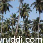 visible characteristics of a healthy coconut palm
