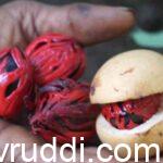 ಜಾಯಿ ಸಾಂಬಾರ ಬೆಳೆಸಲು ಕಸಿ ಗಿಡದ ಅವಶ್ಯಕತೆ