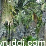 land and environment is more suitable for areca nut cultivation