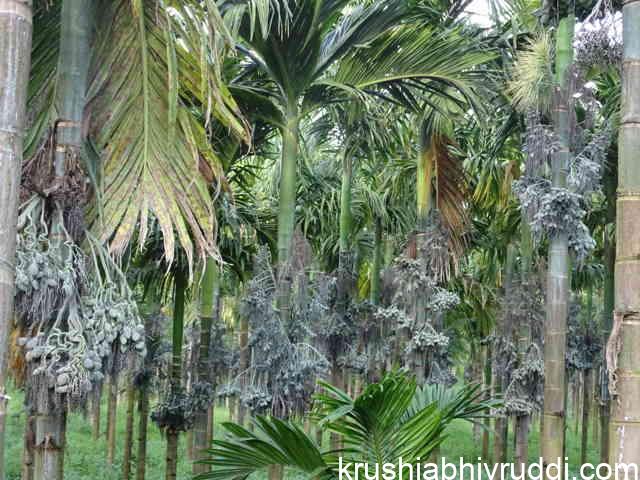 land and environment is more suitable for areca nut cultivation