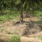 ತೆಂಗಿನ ಮರಗಳಿಗೆ ಯಾವಾಗ ಹೇಗೆ ಗೊಬ್ಬರ ಹಾಕಬೇಕು?