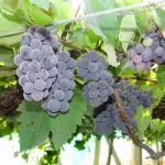 Bengaluru Blue- best grape for your health.