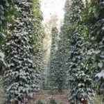 Trichoderma for biological control, enhanced plant growth and disease suppression