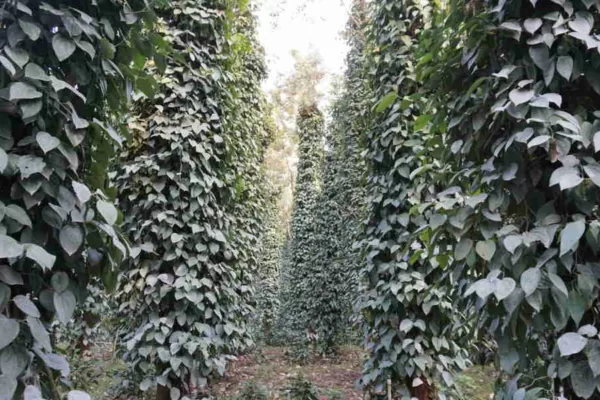 Trichoderma for biological control, enhanced plant growth and disease suppression
