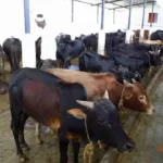ಗಂಡು ಕರು ಸಾಕಿದರೆ ತಿಂಗಳಿಗೆ 1500 ರೂ. ಆದಾಯ.
