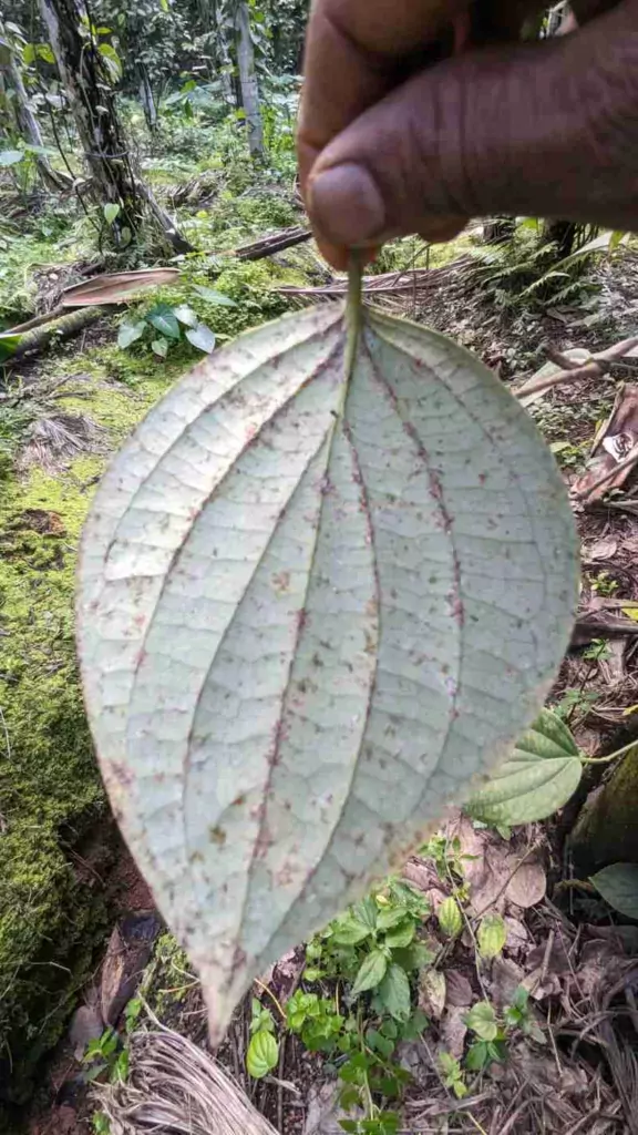 ಎಲೆಯ ಅಡಿ ಭಾಗದಲ್ಲಿ ಕೀಟದ ವಾಸ್ತವ್ಯ 